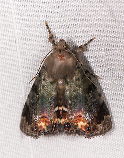 Dyops chromatophila, La Planada Nature Reserve, Colombia Note: species is a lot darker in real life, this is flash brightening it by a lot. Colombia,Colombia 2018,Colombia South,Dyops chromatophila,Fall,Geotagged,La Planada Nature Reserve,South America