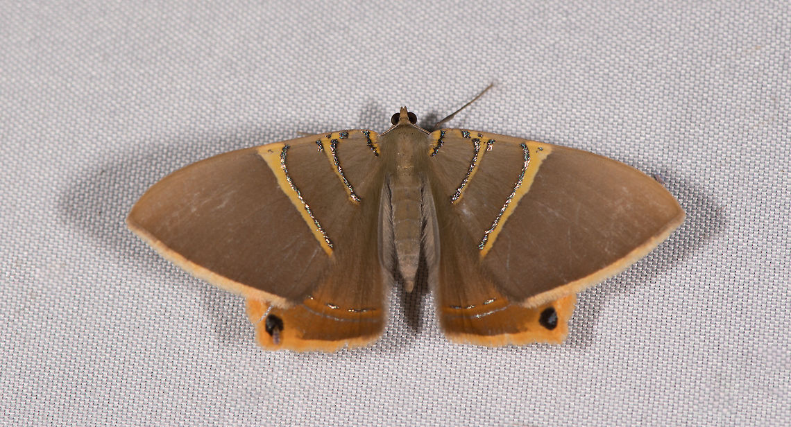 Phrygionis polita, La Planada Nature Reserve, Colombia A personal favorite, check out the stunning silvery decoration. Colombia,Colombia 2018,Colombia South,Fall,Geotagged,La Planada Nature Reserve,Phrygionis polita,South America