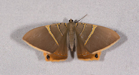 Phrygionis polita, La Planada Nature Reserve, Colombia A personal favorite, check out the stunning silvery decoration. Colombia,Colombia 2018,Colombia South,Fall,Geotagged,La Planada Nature Reserve,Phrygionis polita,South America