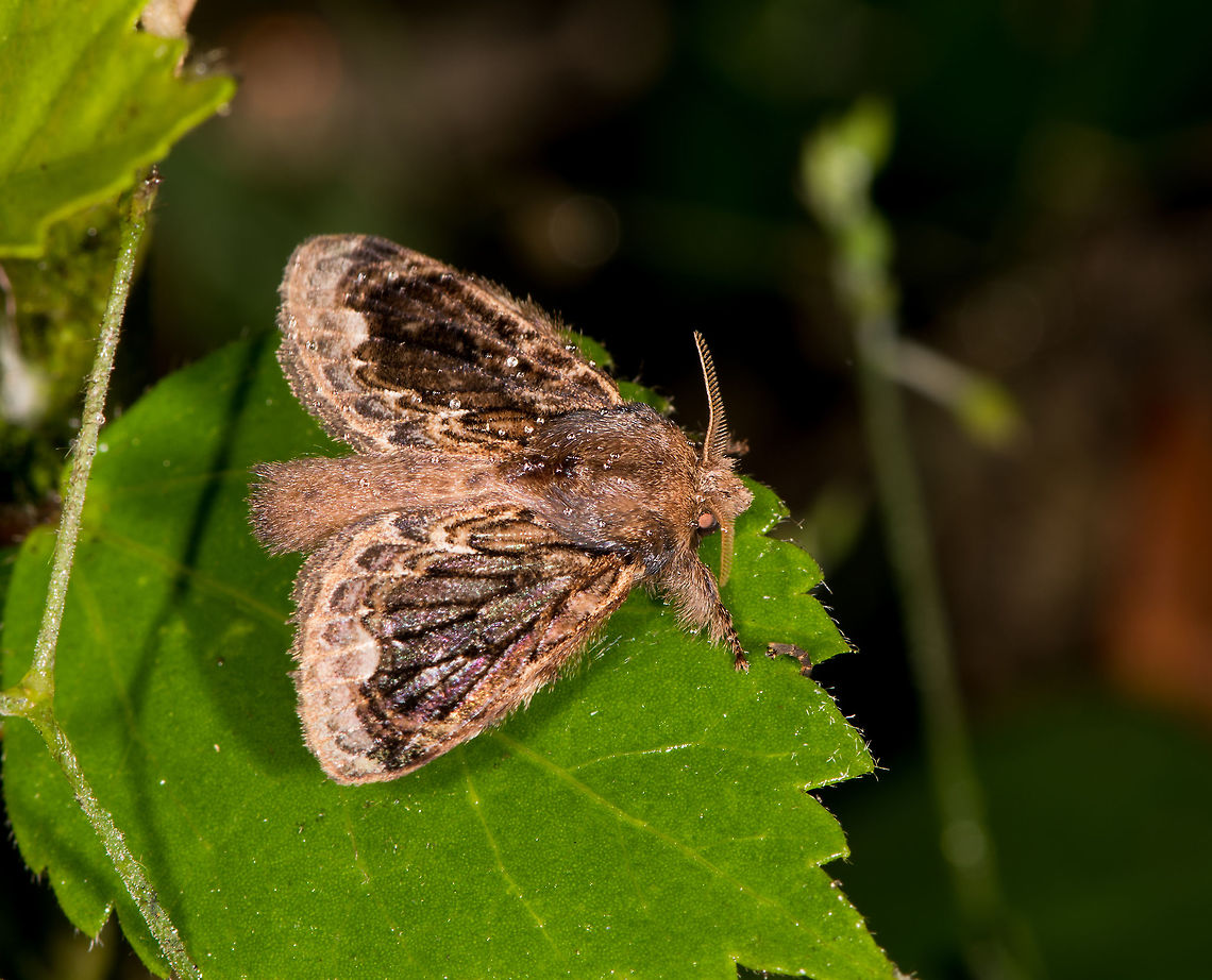 Euglyphis libnites, La Planada Nature Reserve, Colombia  Colombia,Colombia 2018,Colombia South,Euglyphis libnites,Fall,Geotagged,La Planada Nature Reserve,South America