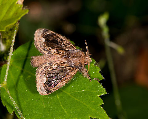 Euglyphis libnites, La Planada Nature Reserve, Colombia  Colombia,Colombia 2018,Colombia South,Euglyphis libnites,Fall,Geotagged,La Planada Nature Reserve,South America