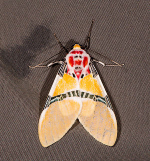 Idalus herois, La Planada Nature Reserve, Colombia Found on pants. Colombia,Colombia 2018,Colombia South,Fall,Geotagged,Idalus herois,La Planada Nature Reserve,South America