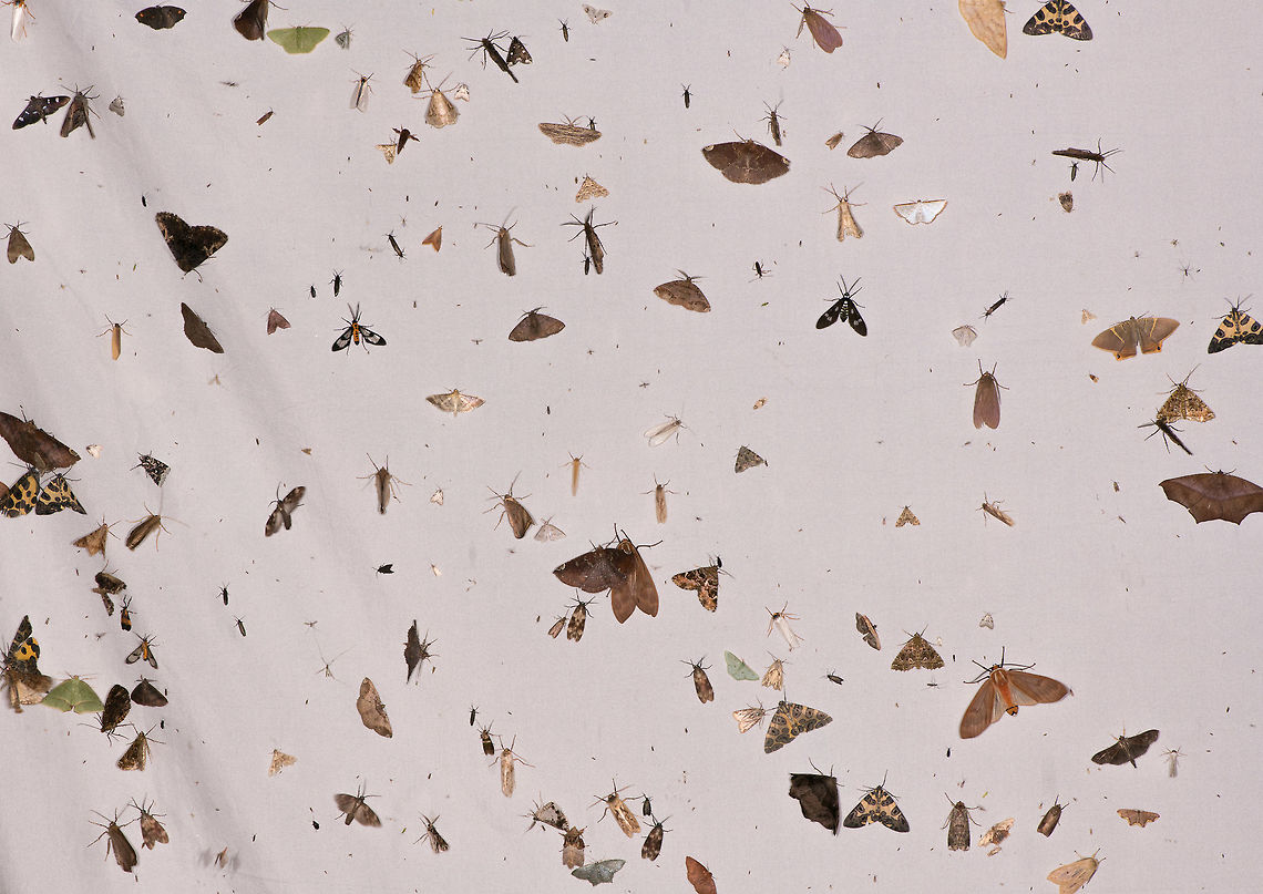 Tropical mothing - impression, La Planada Nature Reserve, Colombia Just wanted to include a shot to give an impression of a very typical yield when putting out a moth light in the jungle. The situation is a lot less static than the photo suggests, if you'd take another shot one minute later, about one third of the sheet would be totally different. There's a constant landing, going, overlapping of species. You can also see how it sometimes is challenging to photograph one straight-on (right angle) as well as in isolation.  Colombia,Colombia 2018,Colombia South,Fall,Geotagged,La Planada Nature Reserve,South America