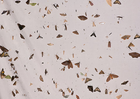 Tropical mothing - impression, La Planada Nature Reserve, Colombia Just wanted to include a shot to give an impression of a very typical yield when putting out a moth light in the jungle. The situation is a lot less static than the photo suggests, if you'd take another shot one minute later, about one third of the sheet would be totally different. There's a constant landing, going, overlapping of species. You can also see how it sometimes is challenging to photograph one straight-on (right angle) as well as in isolation.  Colombia,Colombia 2018,Colombia South,Fall,Geotagged,La Planada Nature Reserve,South America