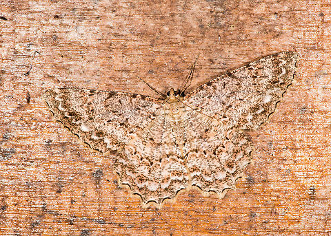 Epimecis sp, La Planada Nature Reserve, Colombia Looks similar to this, but possibly still a different species, not sure:
https://www.jungledragon.com/image/76568/moth_157_la_planada_nature_reserve_colombia.html Colombia,Colombia 2018,Colombia South,La Planada Nature Reserve,South America