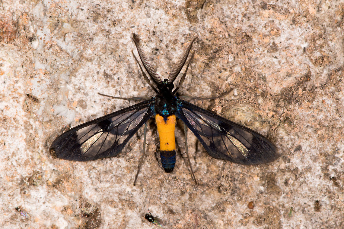 Cosmosoma thiacia, La Planada Nature Reserve, Colombia  Colombia,Colombia 2018,Colombia South,Cosmosoma thiacia,La Planada Nature Reserve,South America