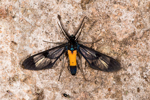 Cosmosoma thiacia, La Planada Nature Reserve, Colombia  Colombia,Colombia 2018,Colombia South,Cosmosoma thiacia,La Planada Nature Reserve,South America