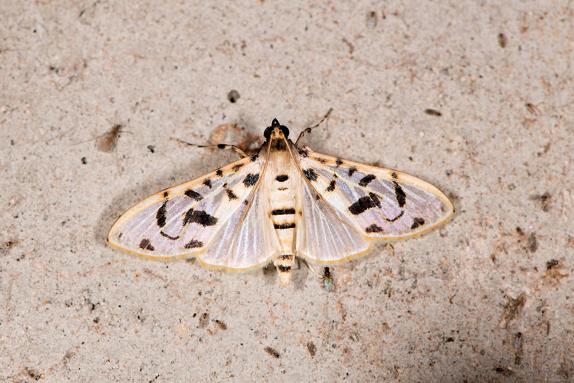 Azochis curvilinearis, La Planada Nature Reserve, Colombia  Azochis curvilinealis,Azochis curvilinearis,Colombia,Colombia 2018,Colombia South,La Planada Nature Reserve,South America