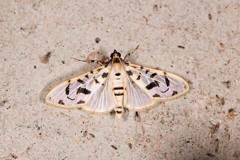 Azochis curvilinearis