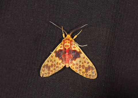 Amaxia pulchra, La Planada Nature Reserve, Colombia  Amaxia pulchra,Colombia,Colombia 2018,Colombia South,Fall,Geotagged,La Planada Nature Reserve,South America
