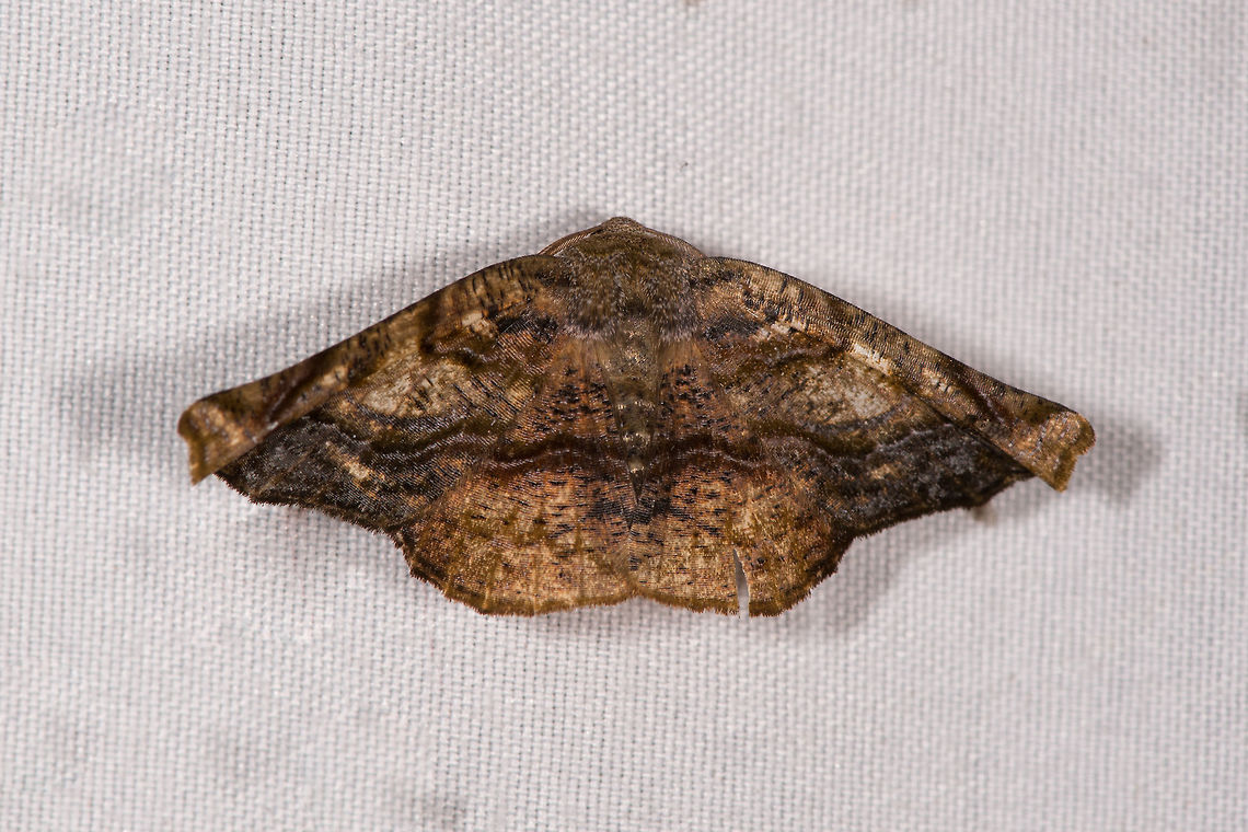 Oxydia sp., La Planada Nature Reserve, Colombia Similar, but likely a different species:<br />
<figure class="photo"><a href="https://www.jungledragon.com/image/76539/oxydia_scriptipennaria_la_planada_nature_reserve_colombia.html" title="Oxydia scriptipennaria, La Planada Nature Reserve, Colombia"><img src="https://s3.amazonaws.com/media.jungledragon.com/images/2/76539_thumb.jpg?AWSAccessKeyId=05GMT0V3GWVNE7GGM1R2&Expires=1763596810&Signature=TG%2Fohu6LR6px7TO3t2sZ6WEPWO4%3D" width="200" height="122" alt="Oxydia scriptipennaria, La Planada Nature Reserve, Colombia  Colombia,Colombia 2018,Colombia South,Fall,Geotagged,La Planada Nature Reserve,Oxydia scriptipennaria,South America" /></a></figure> Colombia,Colombia 2018,Colombia South,La Planada Nature Reserve,South America