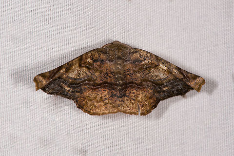 Oxydia sp., La Planada Nature Reserve, Colombia Similar, but likely a different species:
https://www.jungledragon.com/image/76539/moth_151_la_planada_nature_reserve_colombia.html Colombia,Colombia 2018,Colombia South,La Planada Nature Reserve,South America