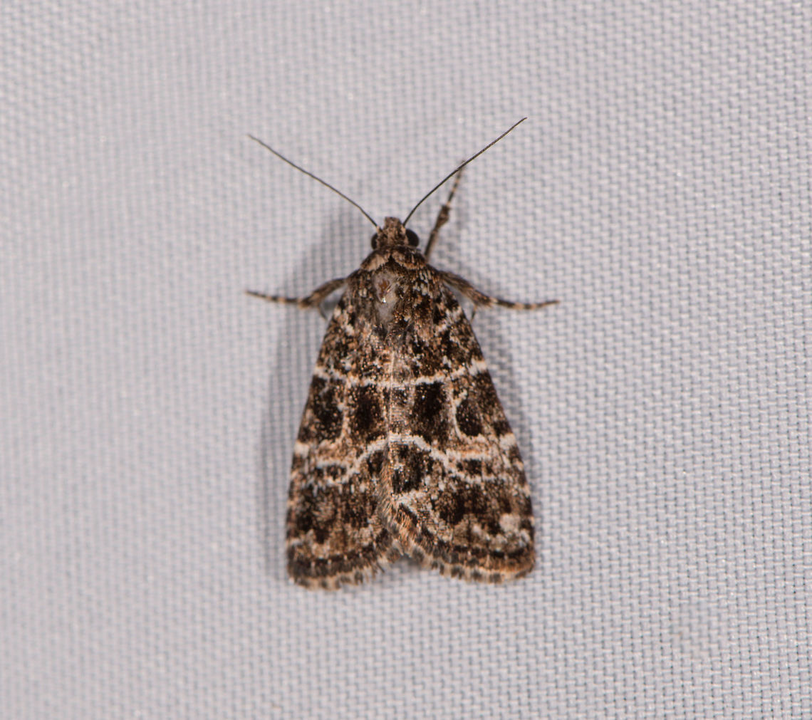 Acontiinae, La Planada Nature Reserve, Colombia  Colombia,Colombia 2018,Colombia South,La Planada Nature Reserve,South America