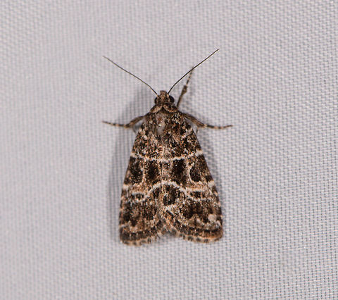 Acontiinae, La Planada Nature Reserve, Colombia  Colombia,Colombia 2018,Colombia South,La Planada Nature Reserve,South America