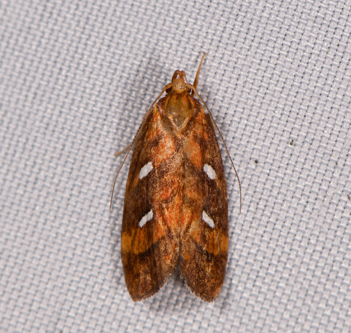 Papaipema sp.?, La Planada Nature Reserve, Colombia  Colombia,Colombia 2018,Colombia South,Fall,Geotagged,La Planada Nature Reserve,South America