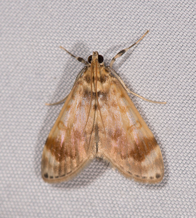 Light brown white cambrid moth, La Planada Nature Reserve, Colombia  Colombia,Colombia 2018,Colombia South,Fall,Geotagged,La Planada Nature Reserve,South America