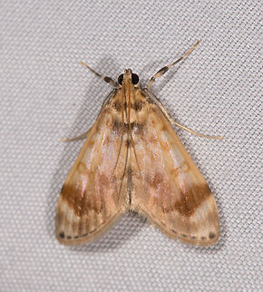 Light brown white cambrid moth, La Planada Nature Reserve, Colombia  Colombia,Colombia 2018,Colombia South,Fall,Geotagged,La Planada Nature Reserve,South America