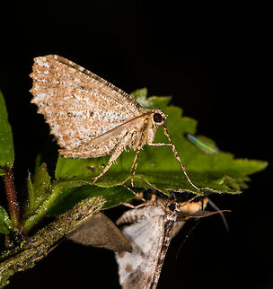 White orange speckled moth, La Planada Nature Reserve, Colombia  Colombia,Colombia 2018,Colombia South,La Planada Nature Reserve,South America