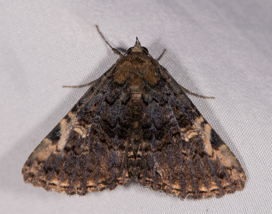 Metalectra sp., La Planada Nature Reserve, Colombia  Colombia,Colombia 2018,Colombia South,Fall,Geotagged,La Planada Nature Reserve,South America