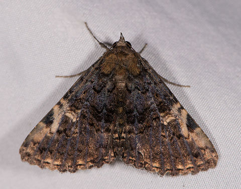 Metalectra sp., La Planada Nature Reserve, Colombia  Colombia,Colombia 2018,Colombia South,Fall,Geotagged,La Planada Nature Reserve,South America