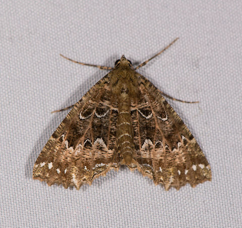 Nazca indentata, La Planada Nature Reserve, Colombia  Colombia,Colombia 2018,Colombia South,Fall,Geotagged,La Planada Nature Reserve,Nazca indentata,South America