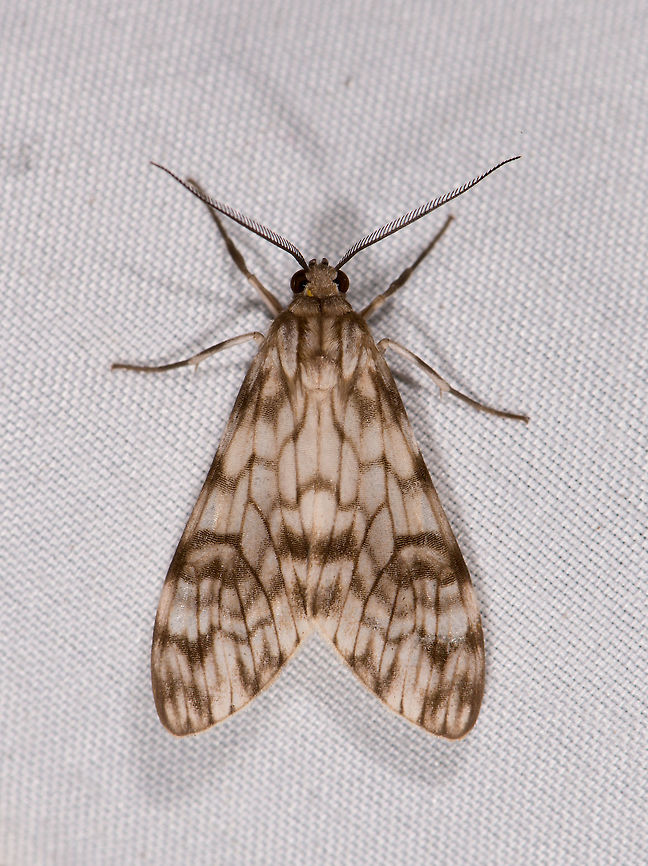 Eucereon chloraenoma, La Planada Nature Reserve, Colombia  Colombia,Colombia 2018,Colombia South,Eucereon chloraenoma,La Planada Nature Reserve,South America