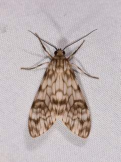 Eucereon chloraenoma, La Planada Nature Reserve, Colombia  Colombia,Colombia 2018,Colombia South,Eucereon chloraenoma,La Planada Nature Reserve,South America