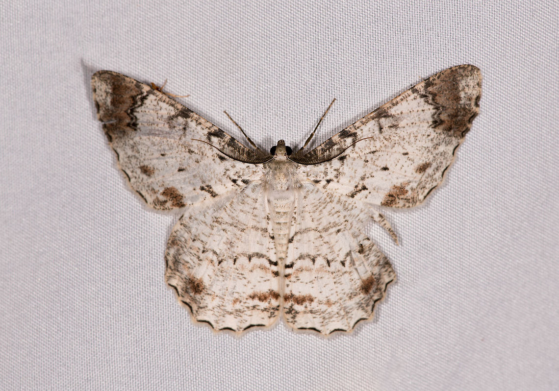 Epimecis anonaria, La Planada Nature Reserve, Colombia Similar:<br />
<figure class="photo"><a href="https://www.jungledragon.com/image/76638/epimecis_sp_la_planada_nature_reserve_colombia.html" title="Epimecis sp, La Planada Nature Reserve, Colombia"><img src="https://s3.amazonaws.com/media.jungledragon.com/images/2/76638_thumb.jpg?AWSAccessKeyId=05GMT0V3GWVNE7GGM1R2&Expires=1767225610&Signature=UJOOaD44Ja3n1%2FXueJy2zDp9vd8%3D" width="200" height="144" alt="Epimecis sp, La Planada Nature Reserve, Colombia Looks similar to this, but possibly still a different species, not sure:<br />
https://www.jungledragon.com/image/76568/moth_157_la_planada_nature_reserve_colombia.html Colombia,Colombia 2018,Colombia South,La Planada Nature Reserve,South America" /></a></figure><br />
<figure class="photo"><a href="https://www.jungledragon.com/image/76568/epimecis_conjugaria_la_planada_nature_reserve_colombia.html" title="Epimecis conjugaria, La Planada Nature Reserve, Colombia"><img src="https://s3.amazonaws.com/media.jungledragon.com/images/2/76568_thumb.jpg?AWSAccessKeyId=05GMT0V3GWVNE7GGM1R2&Expires=1767225610&Signature=asay5zcTQXdj23o%2FVDt4NGtpNyE%3D" width="200" height="122" alt="Epimecis conjugaria, La Planada Nature Reserve, Colombia  Colombia,Colombia 2018,Colombia South,Epimecis conjugaria,Fall,Geotagged,La Planada Nature Reserve,South America" /></a></figure> Colombia,Colombia 2018,Colombia South,Epimecis anonaria,La Planada Nature Reserve,South America