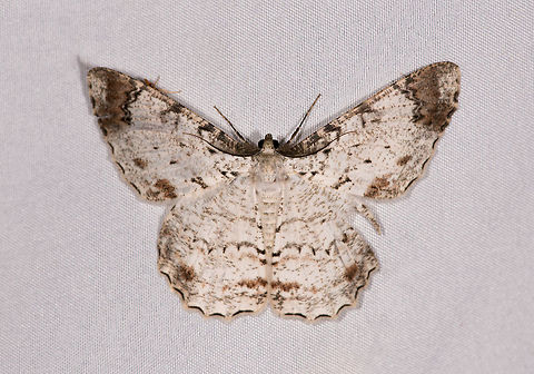 Epimecis anonaria, La Planada Nature Reserve, Colombia Similar:
https://www.jungledragon.com/image/76638/moth_175_la_planada_nature_reserve_colombia.html
https://www.jungledragon.com/image/76568/moth_157_la_planada_nature_reserve_colombia.html Colombia,Colombia 2018,Colombia South,Epimecis anonaria,La Planada Nature Reserve,South America