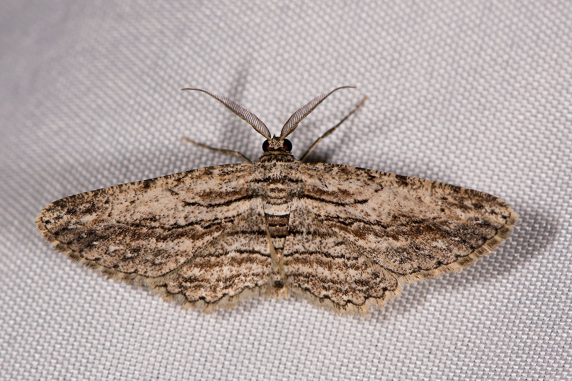 Iridopsis sp., La Planada Nature Reserve, Colombia  Colombia,Colombia 2018,Colombia South,La Planada Nature Reserve,South America