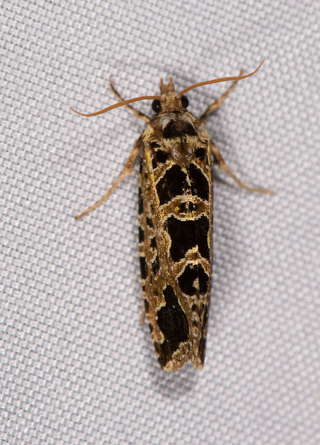 Black golden leafroller, La Planada Nature Reserve, Colombia  Colombia,Colombia 2018,Colombia South,Fall,Geotagged,La Planada Nature Reserve,South America