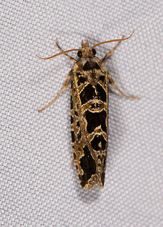 Black golden leafroller, La Planada Nature Reserve, Colombia  Colombia,Colombia 2018,Colombia South,Fall,Geotagged,La Planada Nature Reserve,South America