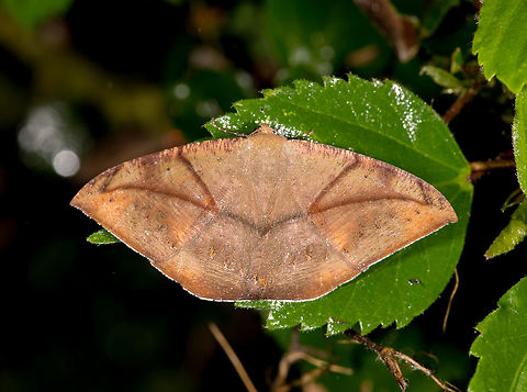 Oxydia trychiata, La Planada Nature Reserve, Colombia  Colombia,Colombia 2018,Colombia South,Fall,Geotagged,La Planada Nature Reserve,Oxydia trychiata,South America