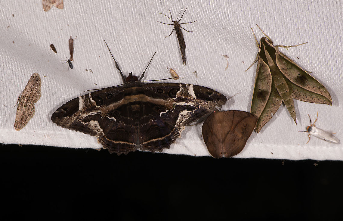 Letis herilia, La Planada Nature Reserve, Colombia The luxury of too many moths. This one I can't clean up in post, its just too complex. So let's assume the main subject is the big black-ish moth :) Colombia,Colombia 2018,Colombia South,Fall,Geotagged,La Planada Nature Reserve,Letis herilia,South America