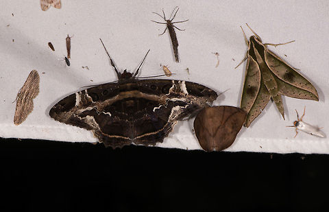 Letis herilia, La Planada Nature Reserve, Colombia The luxury of too many moths. This one I can't clean up in post, its just too complex. So let's assume the main subject is the big black-ish moth :) Colombia,Colombia 2018,Colombia South,Fall,Geotagged,La Planada Nature Reserve,Letis herilia,South America