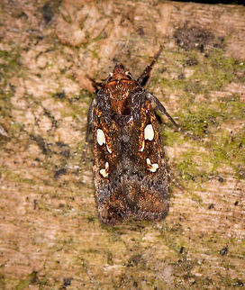 Calymniodes pyrostorta, La Planada Nature Reserve, Colombia  Calymniodes pyrostorta,Colombia,Colombia 2018,Colombia South,Fall,Geotagged,La Planada Nature Reserve,South America