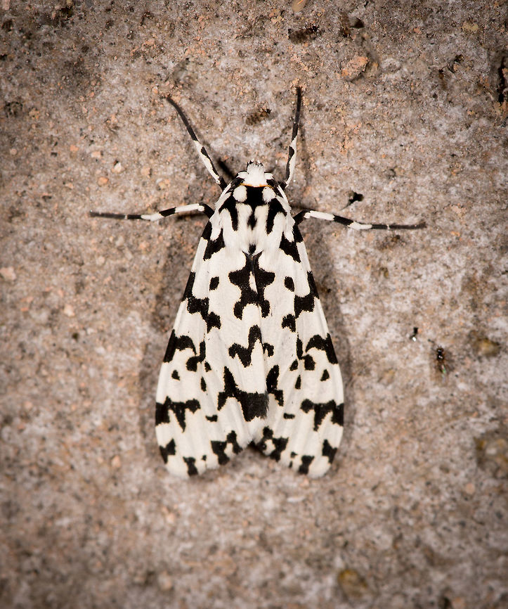 Eucereon pica, La Planada Nature Reserve, Colombia  Colombia,Colombia 2018,Colombia South,Eucereon pica,Fall,Geotagged,La Planada Nature Reserve,South America