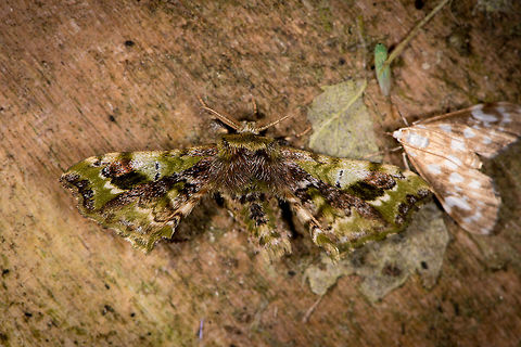 Quentalia sp., La Planada Nature Reserve, Colombia  Colombia,Colombia 2018,Colombia South,La Planada Nature Reserve,South America