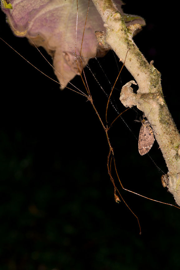 Stick insect, La Planada Nature Reserve, Colombia An extremely thin and lengthy phasmid pays a visit to our moth light. Colombia,Colombia 2018,Colombia South,Fall,Geotagged,La Planada Nature Reserve,South America