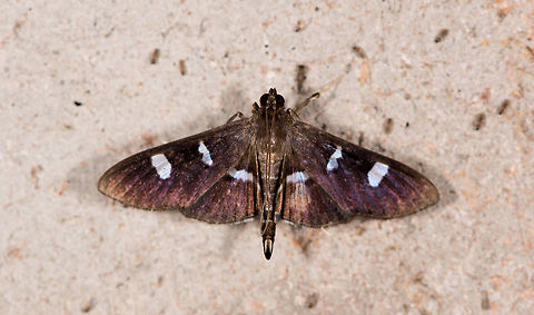 Desmia octomaculalis, La Planada Nature Reserve, Colombia  Colombia,Colombia 2018,Colombia South,Desmia octomaculalis,La Planada Nature Reserve,South America