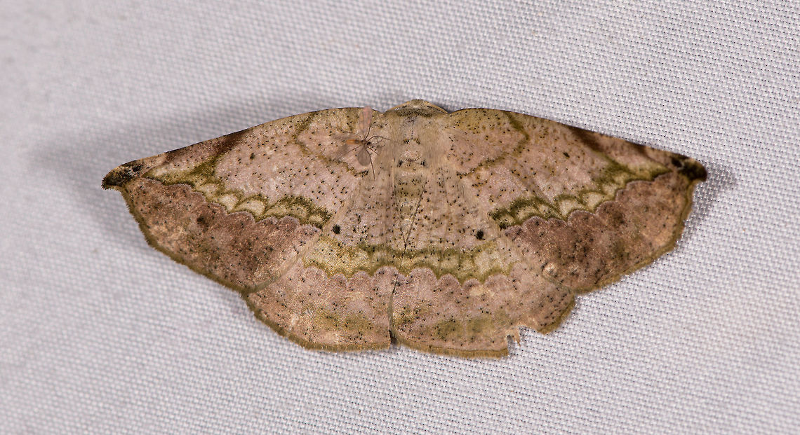 Eusarca nemora, La Planada Nature Reserve, Colombia  Colombia,Colombia 2018,Colombia South,Eusarca nemora,La Planada Nature Reserve,South America