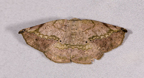 Eusarca nemora, La Planada Nature Reserve, Colombia  Colombia,Colombia 2018,Colombia South,Eusarca nemora,La Planada Nature Reserve,South America