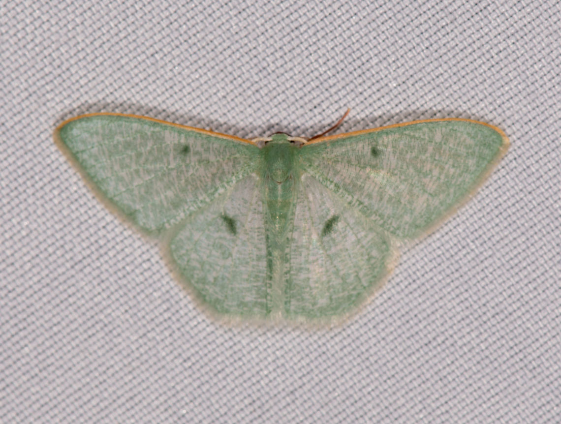 Telotheta muscipunctata, La Planada Nature Reserve, Colombia  Colombia,Colombia 2018,Colombia South,Fall,Geotagged,La Planada Nature Reserve,South America,Telotheta muscipunctata