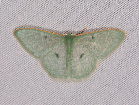 Telotheta muscipunctata, La Planada Nature Reserve, Colombia  Colombia,Colombia 2018,Colombia South,Fall,Geotagged,La Planada Nature Reserve,South America,Telotheta muscipunctata