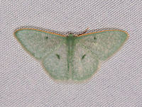 Telotheta muscipunctata, La Planada Nature Reserve, Colombia  Colombia,Colombia 2018,Colombia South,Fall,Geotagged,La Planada Nature Reserve,South America,Telotheta muscipunctata