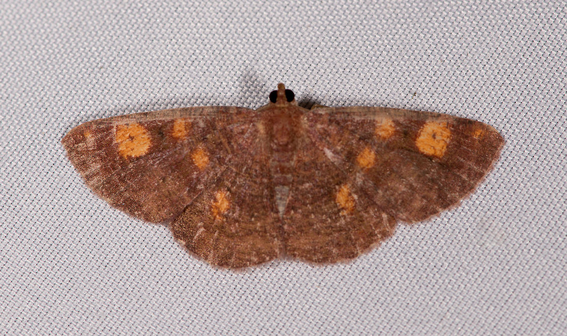 Petelia pallidula, La Planada Nature Reserve, Colombia  Colombia,Colombia 2018,Colombia South,Fall,Geotagged,La Planada Nature Reserve,Petelia pallidula,South America