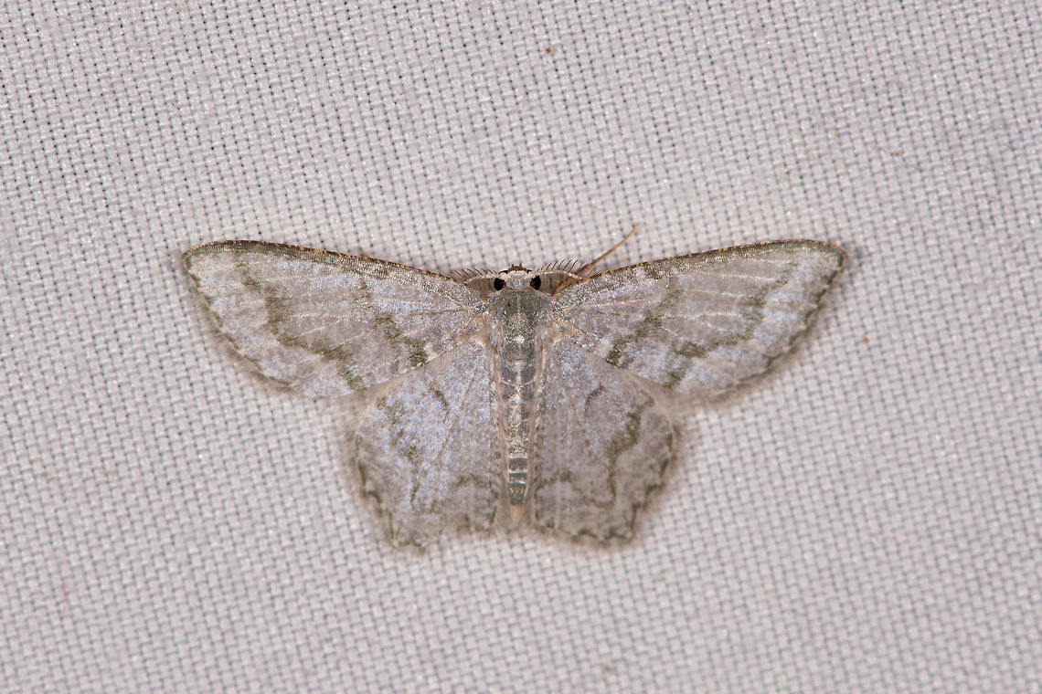 Mottled Opal, La Planada Nature Reserve, Colombia  Chloropteryx opalaria,Colombia,Colombia 2018,Colombia South,Fall,Geotagged,La Planada Nature Reserve,Mottled Opal,South America