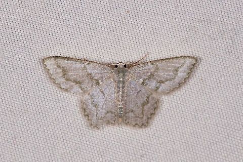 Mottled Opal, La Planada Nature Reserve, Colombia  Chloropteryx opalaria,Colombia,Colombia 2018,Colombia South,Fall,Geotagged,La Planada Nature Reserve,Mottled Opal,South America