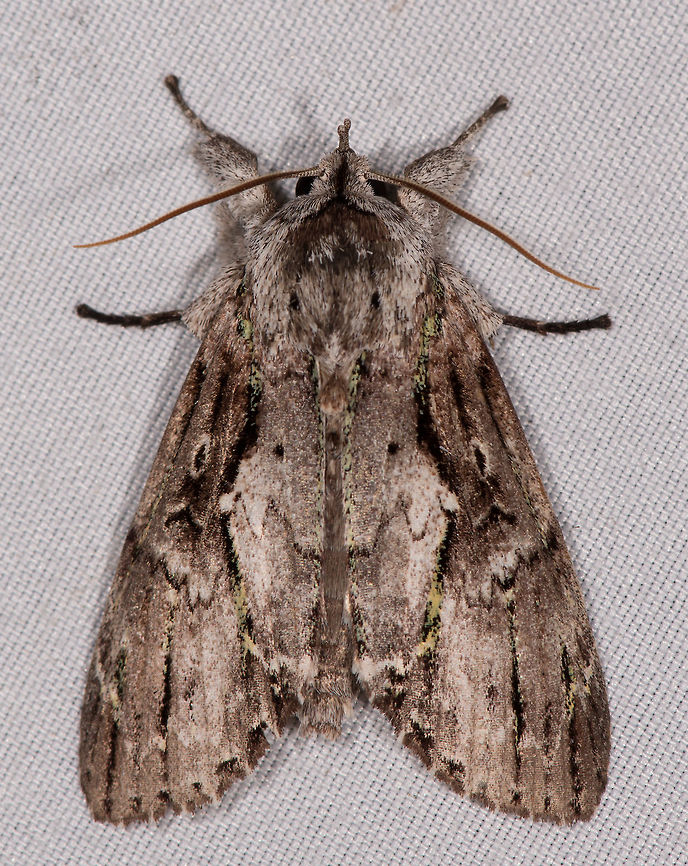 Gray mossy moth, La Planada Nature Reserve, Colombia  Colombia,Colombia 2018,Colombia South,Fall,Geotagged,La Planada Nature Reserve,South America
