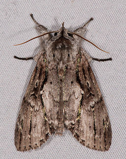Gray mossy moth, La Planada Nature Reserve, Colombia  Colombia,Colombia 2018,Colombia South,Fall,Geotagged,La Planada Nature Reserve,South America